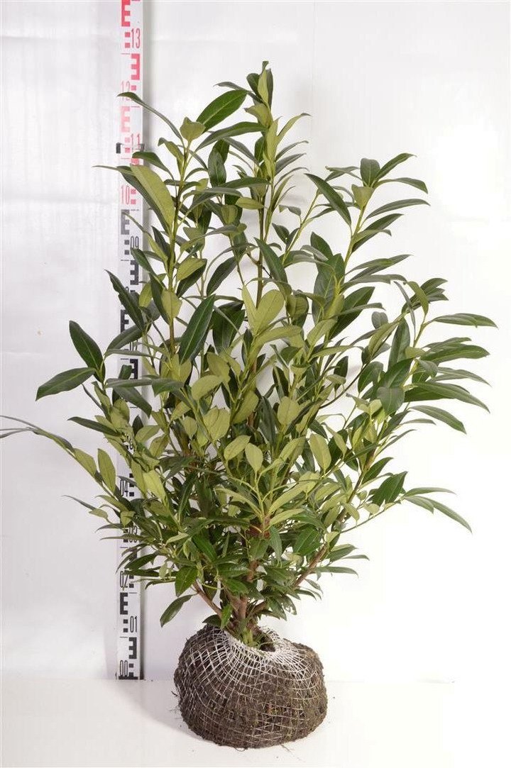 Lauro vyšnia (Lot Prunus laur.) 'Herbergii' 80-100 CM RB | VYŠNIOS DEKORATYVINĖS-SAKUROS | MEDŽIAI