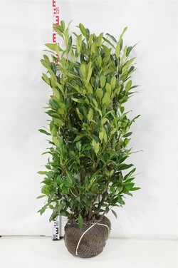 Lauro vyšnia (Lot Prunus laur.) 'Herbergii' 100-120 CM RB | VYŠNIOS DEKORATYVINĖS-SAKUROS | MEDŽIAI