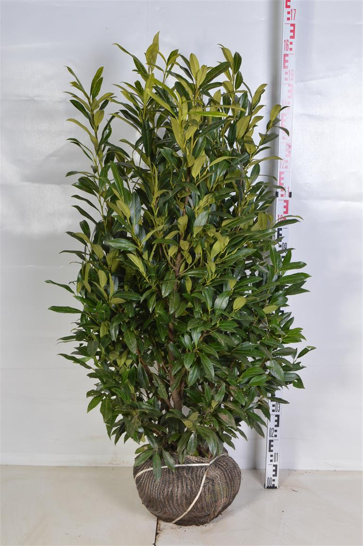 Lauro vyšnia (Lot Prunus laur.) 'Herbergii' 100-125 CM RB EXTRA TRNSPL | VYŠNIOS DEKORATYVINĖS-SAKUROS | MEDŽIAI