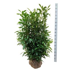 Lauro vyšnia (Lot Prunus laur.) 'Herbergii' 125-150 CM RB - nuotrauka 1