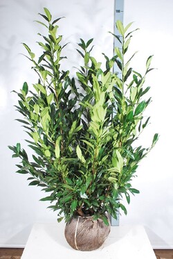Lauro vyšnia (Lot Prunus laur.) 'Herbergii' 125-150 CM RB - nuotrauka 2