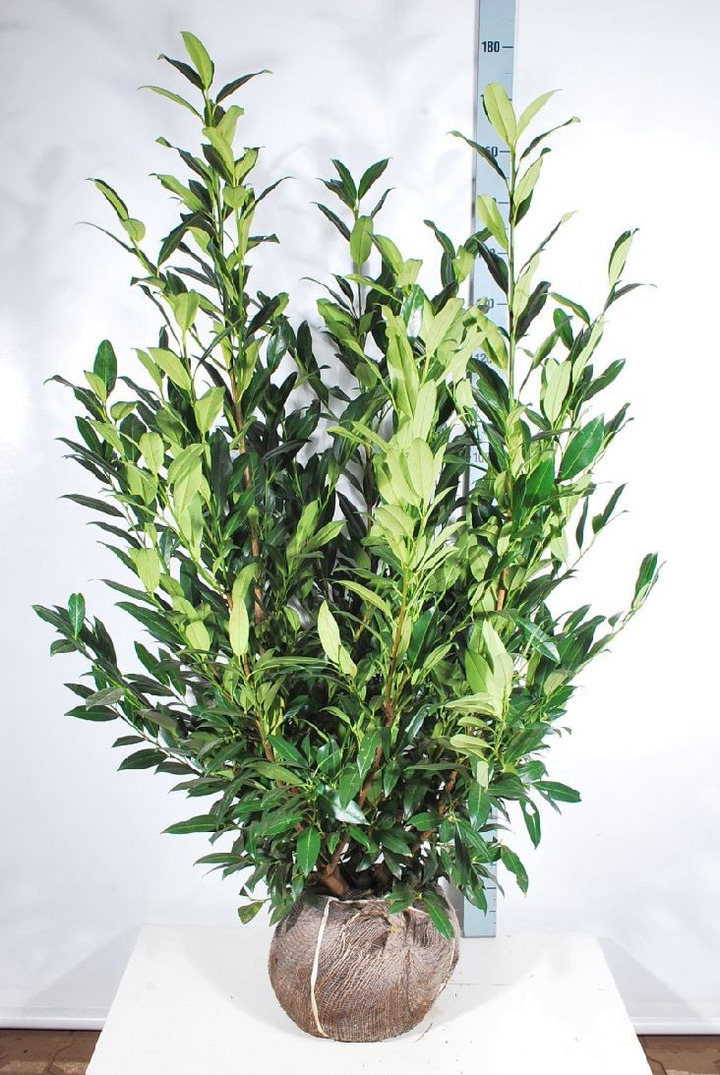 Lauro vyšnia (Lot Prunus laur.) 'Herbergii' 125-150 CM RB | VYŠNIOS DEKORATYVINĖS-SAKUROS | MEDŽIAI