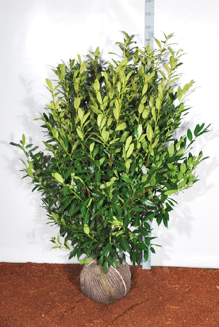 Lauro vyšnia (Lot Prunus laur.) 'Herbergii' 125-150 CM RB EXTRA TRNSPL | VYŠNIOS DEKORATYVINĖS-SAKUROS | MEDŽIAI