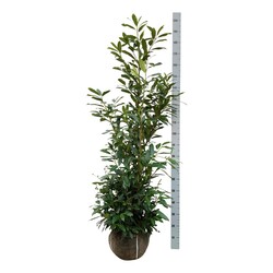Lauro vyšnia (Lot Prunus laur.) 'Herbergii' 150-175 CM RB - nuotrauka 1