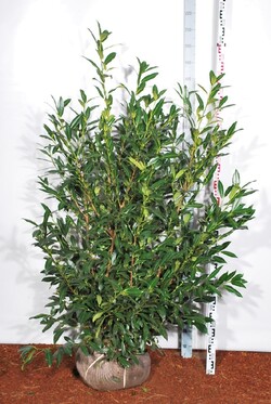 Lauro vyšnia (Lot Prunus laur.) 'Herbergii' 150-175 CM RB - nuotrauka 2