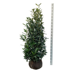 Lauro vyšnia (Lot Prunus laur.) 'Herbergii' 150-175 CM RB EXTRA TRNSPL - nuotrauka 1