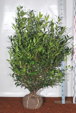 Lauro vyšnia (Lot Prunus laur.) 'Herbergii' 150-175 CM RB EXTRA TRNSPL - nuotrauka 2