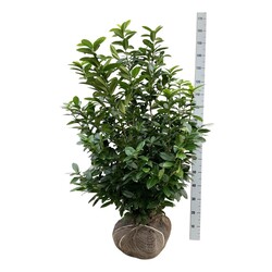 Lauro vyšnia (Lot Prunus laur.) 'Kleopatra' 100-125 CM RB EXTRA TRNSPL | VYŠNIOS DEKORATYVINĖS-SAKUROS | MEDŽIAI