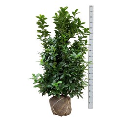Lauro vyšnia (Lot Prunus laur.) 'Kleopatra' 125-150 CM RB EXTRA TRNSPL | VYŠNIOS DEKORATYVINĖS-SAKUROS | MEDŽIAI