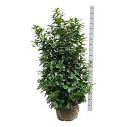 Lauro vyšnia (Lot Prunus laur.) 'Kleopatra' 150-175 CM RB EXTRA TRNSPL | VYŠNIOS DEKORATYVINĖS-SAKUROS | MEDŽIAI