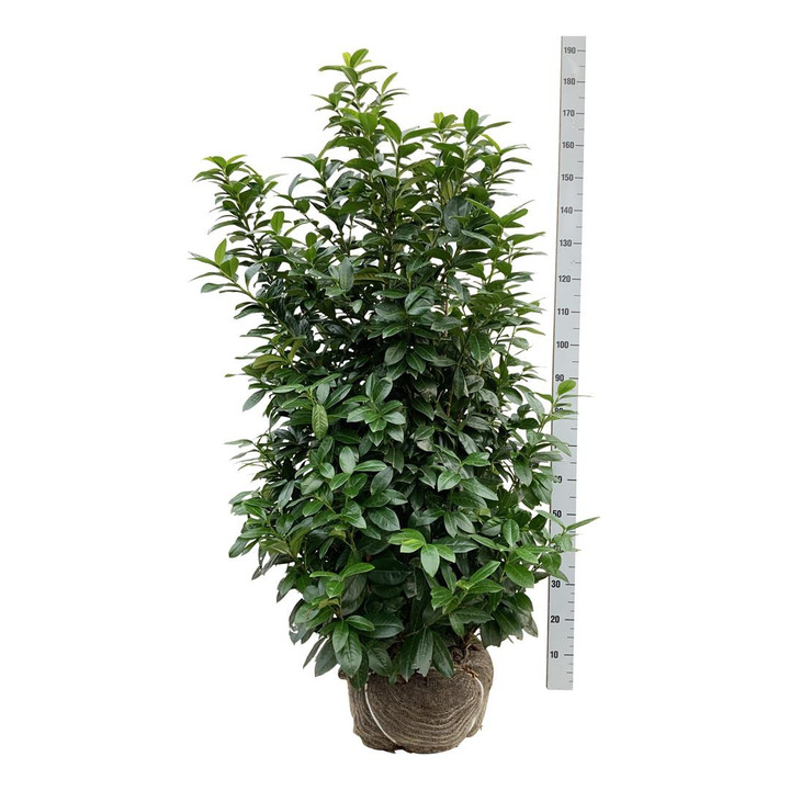 Lauro vyšnia (Lot Prunus laur.) 'Kleopatra' 150-175 CM RB EXTRA TRNSPL | VYŠNIOS DEKORATYVINĖS-SAKUROS | MEDŽIAI