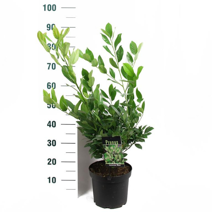 Lauro vyšnia (Lot Prunus laur.) 'Mano' C5/P23 50-60 CM | VYŠNIOS DEKORATYVINĖS-SAKUROS | MEDŽIAI