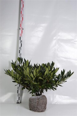 Lauro vyšnia (Lot Prunus laur.) 'Otto Luyken' 40-50 CM RB | VYŠNIOS DEKORATYVINĖS-SAKUROS | MEDŽIAI