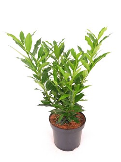 Lauro vyšnia (Lot Prunus laur.) 'Otto Supreme' C5/P23 40-50 CM | VYŠNIOS DEKORATYVINĖS-SAKUROS | MEDŽIAI