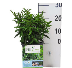 Lauro vyšnia (Lot Prunus laur.) C2/P17 20-25 CM | VYŠNIOS DEKORATYVINĖS-SAKUROS | MEDŽIAI