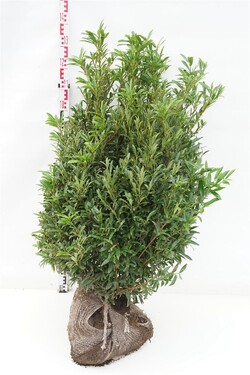 Lauro vyšnia (Lot Prunus laur.) 100-120 CM RB EXTRA TRNSPL | VYŠNIOS DEKORATYVINĖS-SAKUROS | MEDŽIAI