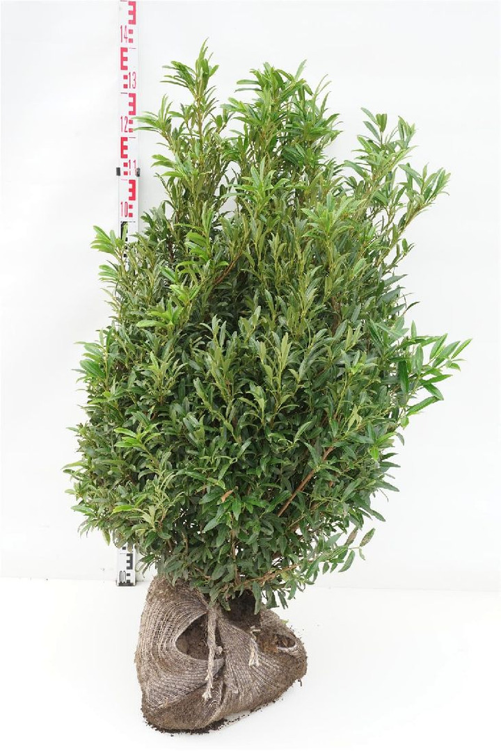 Lauro vyšnia (Lot Prunus laur.) 100-120 CM RB EXTRA TRNSPL | VYŠNIOS DEKORATYVINĖS-SAKUROS | MEDŽIAI