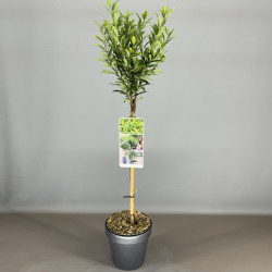 Lauro vyšnia (Lot Prunus laur.) C3/P19 STIEBAS 50 CM
