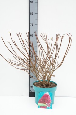Lauro vyšnia (Lot Prunus laur.) 35-40 CM BALL C10 | VYŠNIOS DEKORATYVINĖS-SAKUROS | MEDŽIAI