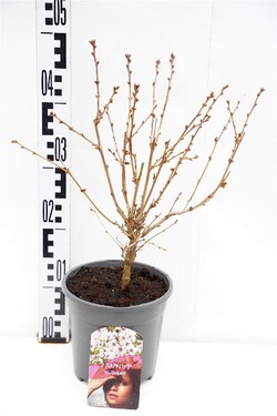 Vyšnia japoninė (Lot Prunus nipponica) 'Brillant' C2/P17 30-40 CM | VYŠNIOS DEKORATYVINĖS-SAKUROS | MEDŽIAI