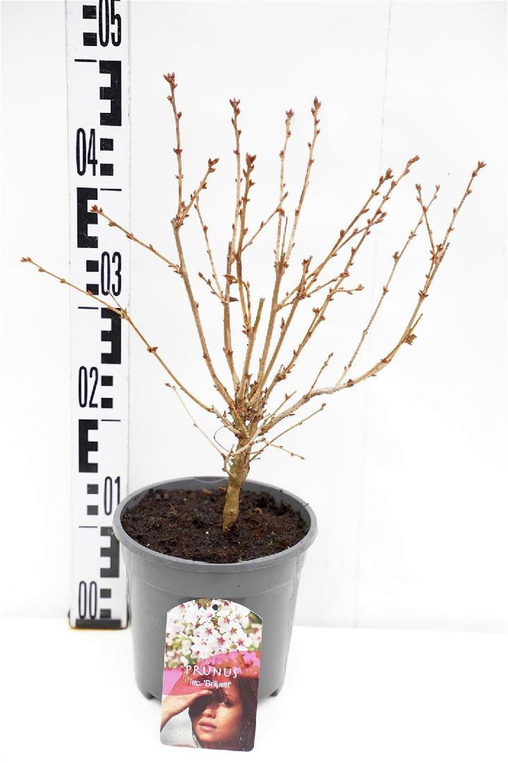 Vyšnia japoninė (Lot Prunus nipponica) 'Brillant' C2/P17 30-40 CM | VYŠNIOS DEKORATYVINĖS-SAKUROS | MEDŽIAI