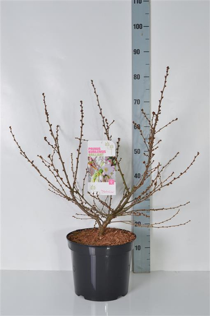 Vyšnia japoninė (Lot Prunus nipponica) 'Brillant' C7,5/P26 60-80 CM