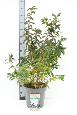 Vyšnia japoninė (Lot Prunus nipponica) 'Brillant' C12 100-125 CM