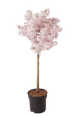Vyšnia japoninė (Lot Prunus nipponica) 'Brillant' C5/P23 STIEBAS 40 CM