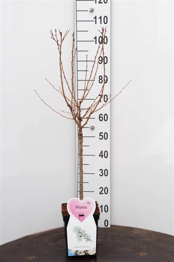 Vyšnia japoninė (Lot Prunus nipponica) 'Brillant' C5/P23 STIEBAS 50 CM