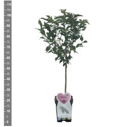 Vyšnia japoninė (Lot Prunus nipponica) 'Brillant' C5/P23 STIEBAS 50 CM - nuotrauka 2