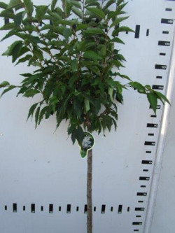 Vyšnia japoninė (Lot Prunus nipponica) 'Brillant' C5/P23 STIEBAS 80 CM - nuotrauka 1