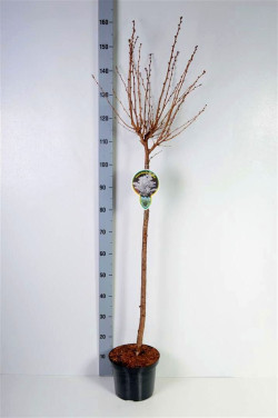 Vyšnia japoninė (Lot Prunus nipponica) 'Brillant' C5/P23 STIEBAS 80 CM - nuotrauka 2