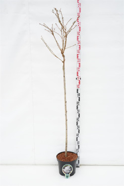 Vyšnia japoninė (Lot Prunus nipponica) 'Brillant' C7,5/P26 STIEBAS 120 CM