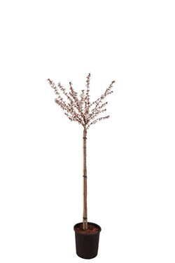 Vyšnia japoninė (Lot Prunus nipponica) 'Brillant' C18 STIEBAS 50 CM