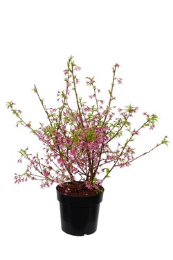 Vyšnia japoninė (Lot Prunus nipponica) 'Ruby' C4/P21 40-60 CM