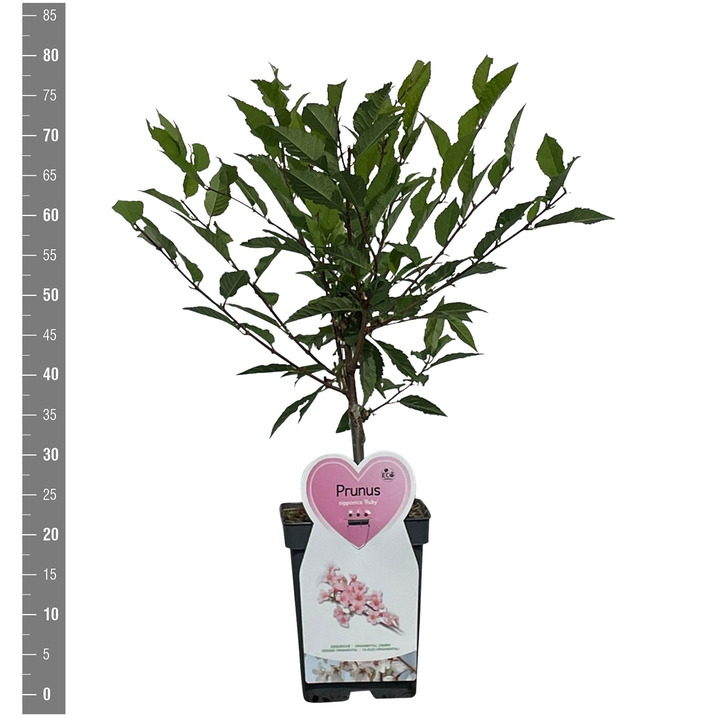 Vyšnia japoninė (Lot Prunus nipponica) 'Ruby' C5/P23 BUSH