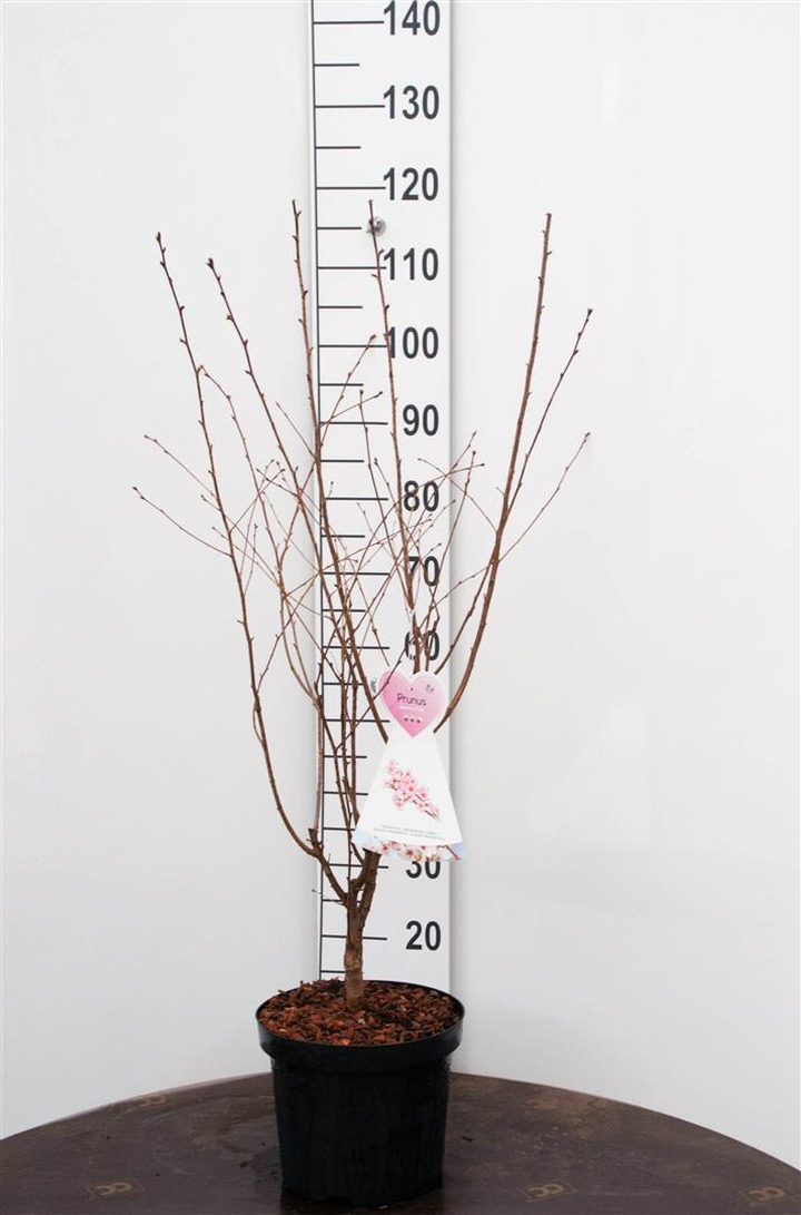 Vyšnia japoninė (Lot Prunus nipponica) 'Ruby' C7,5/P26 BUSH