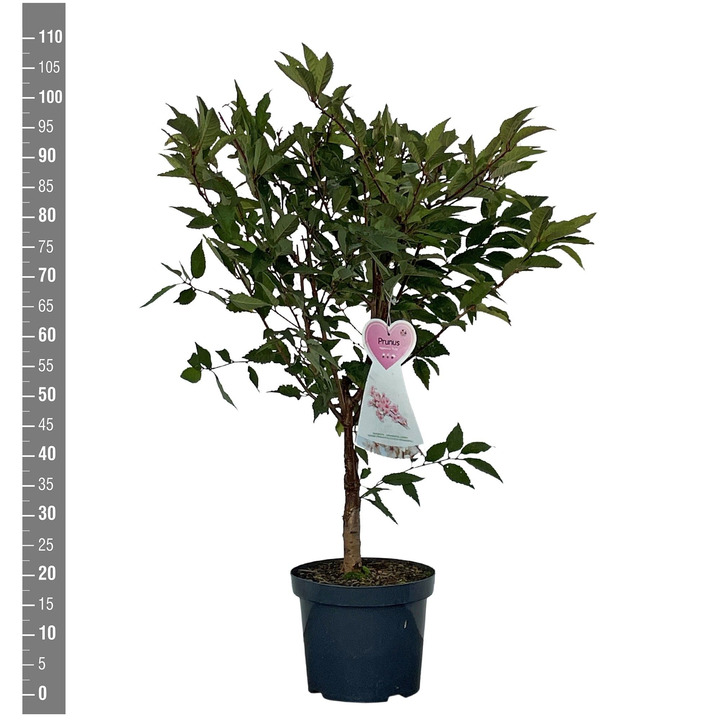 Vyšnia japoninė (Lot Prunus nipponica) 'Ruby' C7,5/P26 BUSH