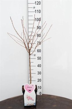 Vyšnia japoninė (Lot Prunus nipponica) 'Ruby' C5/P23 STIEBAS 50 CM - nuotrauka 1
