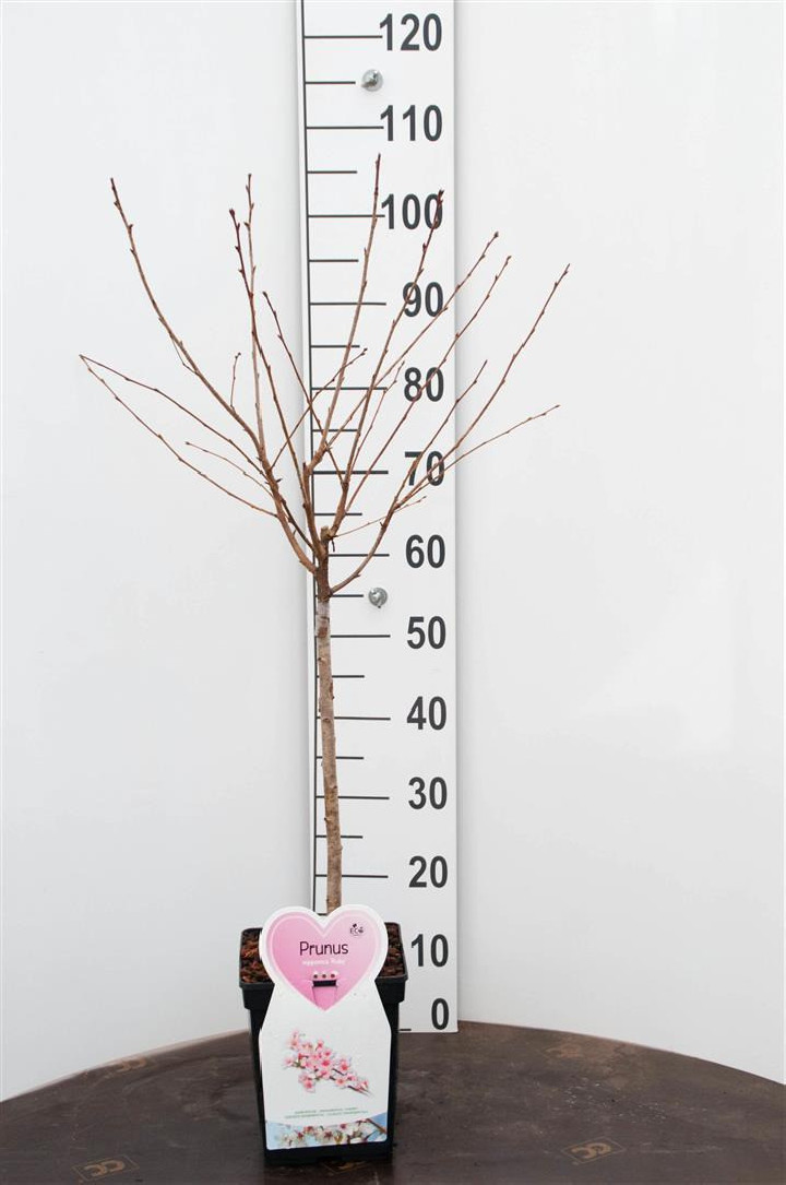 Vyšnia japoninė (Lot Prunus nipponica) 'Ruby' C5/P23 STIEBAS 50 CM
