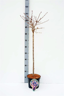 Vyšnia japoninė (Lot Prunus nipponica) 'Ruby' C4/P21 STIEBAS 60 CM