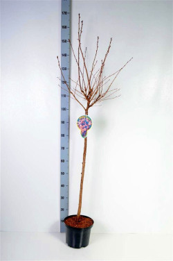 Vyšnia japoninė (Lot Prunus nipponica) 'Ruby' C5/P23 STIEBAS 80 CM - nuotrauka 2