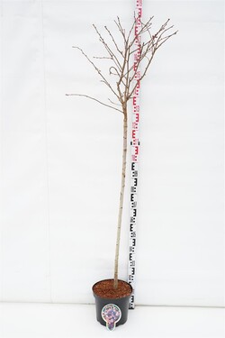 Vyšnia japoninė (Lot Prunus nipponica) 'Ruby' C7,5/P26 STIEBAS 120 CM