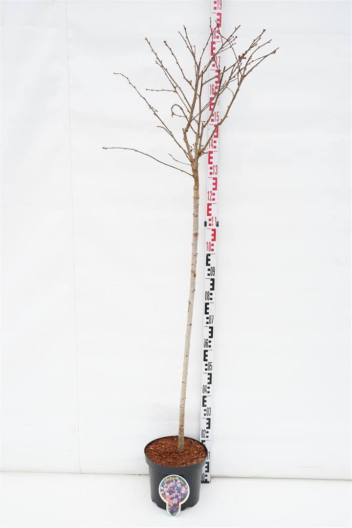 Vyšnia japoninė (Lot Prunus nipponica) 'Ruby' C7,5/P26 STIEBAS 120 CM