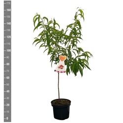 Sakura vyšnia (Lot Prunus p.) 'Saturne' C7,5/P26 BUSH - nuotrauka 2