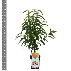 Sakura vyšnia (Lot Prunus p.) 'Suncrest' C5/P23 BUSH - nuotrauka 2