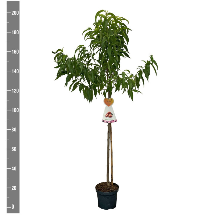 Sakura vyšnia (Lot Prunus p.) 'Suncrest' C7,5/P26 KOTAS 120 CM | VYŠNIOS DEKORATYVINĖS-SAKUROS | MEDŽIAI