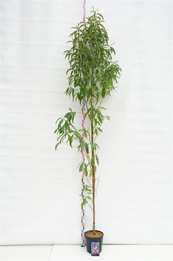Sakura vyšnia (Lot Prunus p.) 'Terute' C10 200-250 CM
