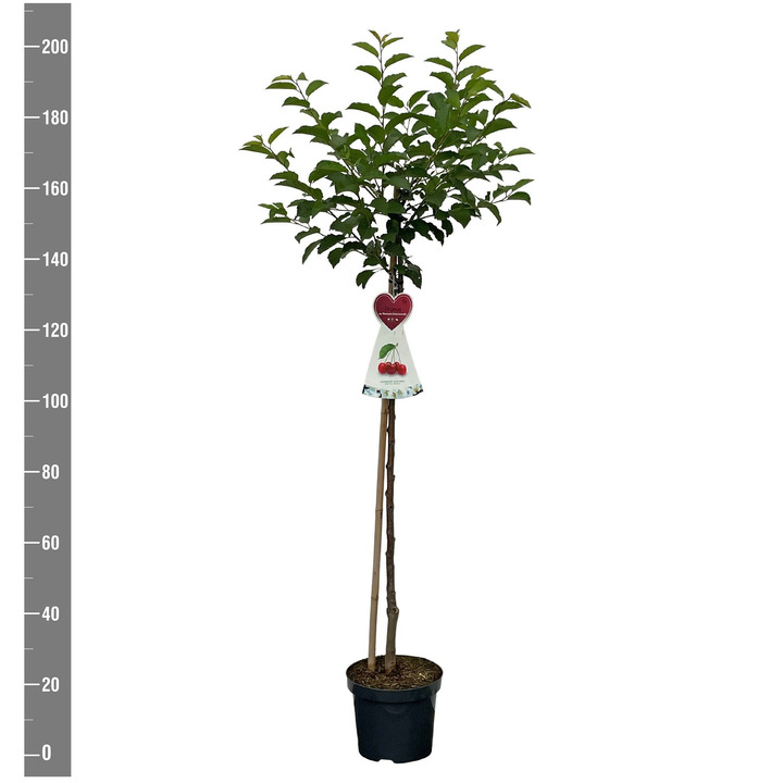 Trešnė (Lot Prunus a.) 'Rhein. Schattenmorelle'  C7,5/P26 STIEBAS 120 CM