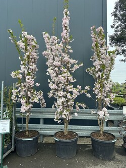Vyšnia smailiadantė (Lot Prunus serr.) 'Amanogawa' C130 300-350 CM